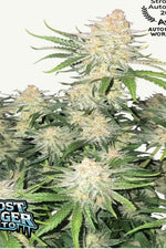 FROST BANGER AUTO FAST BUDS