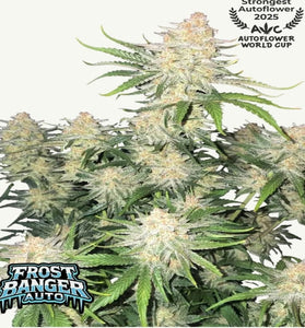 FROST BANGER AUTO FAST BUDS