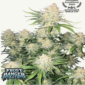 FROST BANGER AUTO FAST BUDS