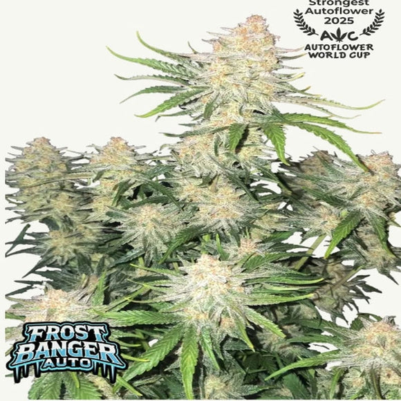 FROST BANGER AUTO FAST BUDS