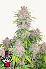 Cherry Cola Auto