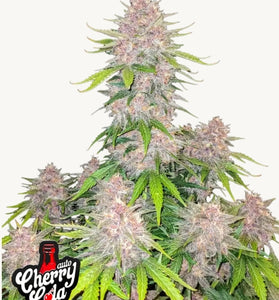 Cherry Cola Auto