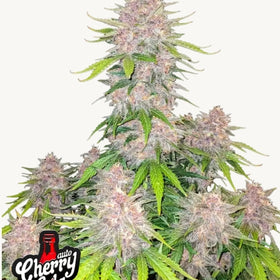 Cherry Cola Auto
