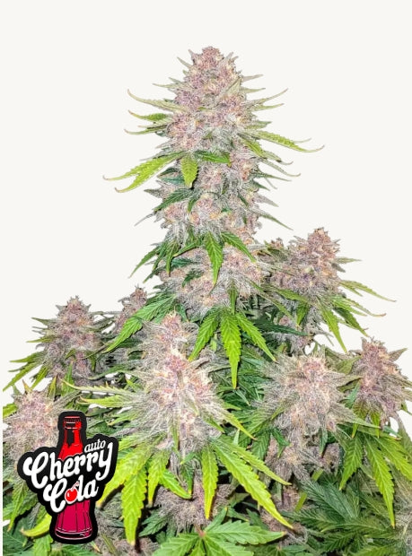 Cherry Cola Auto