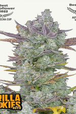 GORILLA COOKIES AUTO FAST BUDS