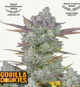 GORILLA COOKIES AUTO FAST BUDS