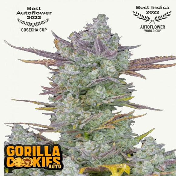 GORILLA COOKIES AUTO FAST BUDS
