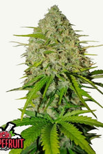 GRAPEFRUIT AUTO FAST BUDS