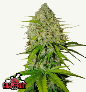 GRAPEFRUIT AUTO FAST BUDS