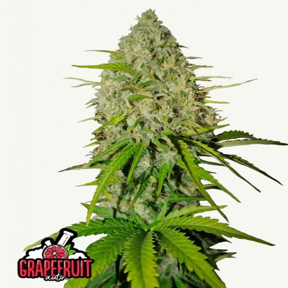 GRAPEFRUIT AUTO FAST BUDS