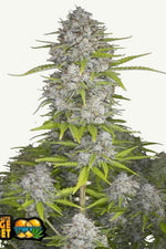 ORANG SHERBET AUTO FAST BUDS