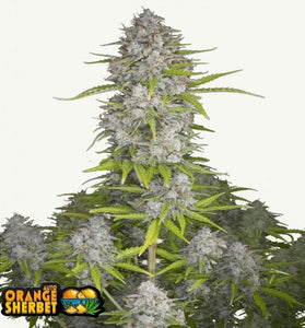 ORANG SHERBET AUTO FAST BUDS