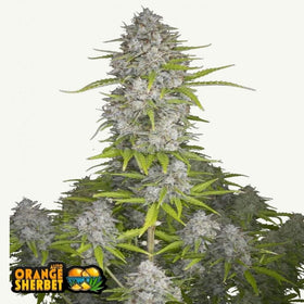 ORANG SHERBET AUTO FAST BUDS