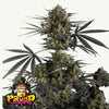 POUND CAKE AUTO FAST BUDS