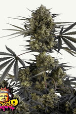 POUND CAKE AUTO FAST BUDS
