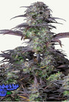 BLUEBERRY AUTO FAST BUDS