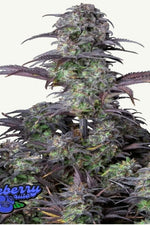 BLUEBERRY AUTO FAST BUDS