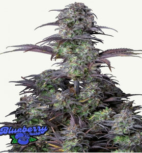 BLUEBERRY AUTO FAST BUDS