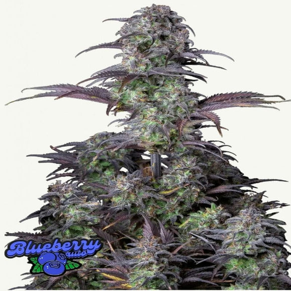 BLUEBERRY AUTO FAST BUDS