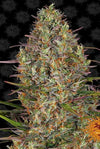 SEMI FEM GLUE GELATO AUTO