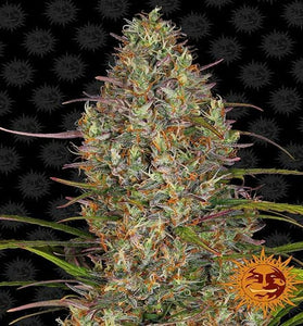 SEMI FEM GLUE GELATO AUTO