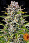 SEMI FEM GORILLA ZKITTLE AUOFLOWERING  BARNEY'S FARM