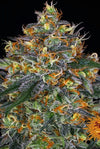 SEMI FEM MOBY DICK AUTO BARNEY'S FARM