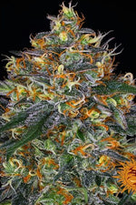 SEMI FEM MOBY DICK AUTO BARNEY'S FARM