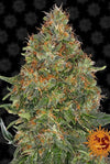 SEMI FEM PINAPPLE EXPRESS AUTO  BARNEY'S FARM