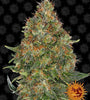 SEMI FEM PINAPPLE EXPRESS AUTO  BARNEY'S FARM