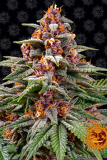 SEMI FEM RUNTZ AUTO  BARNEY'S FARM