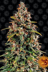 SEMI FEM WATERMELON ZKITTLEZ AUTO BARNEY'S FARM