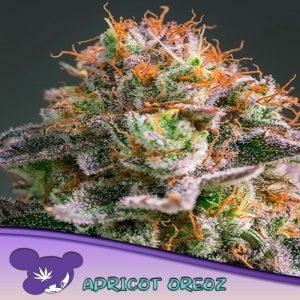 APRICOT OREOZ /  ANESIA SEEDS