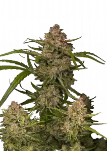 GUAVA AUTO FAST BUDS