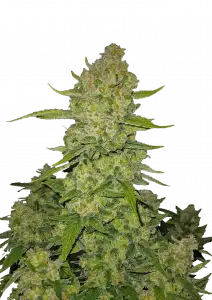 PAPAYA COOKIES AUTO FAST BUDS