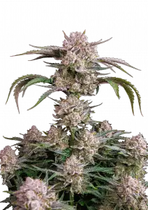 STRAWBERRY GORILLA AUTO FAST BUDS
