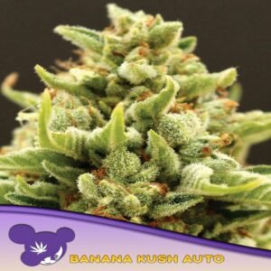 BANANA KUSH AUTO . ANESIA SEEDS