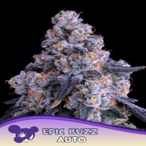 ANESIA SEEDS-EPIC BUZZ AUTO
