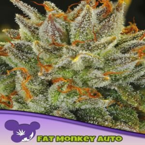 ANESIA SEEDS FAT MONKEY AUTO
