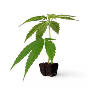 3 PZ. TALEE ORNAMENTALI BISCOTTI MINT