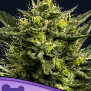 ANESIA SEEDS - WHAM BOOM AUTO